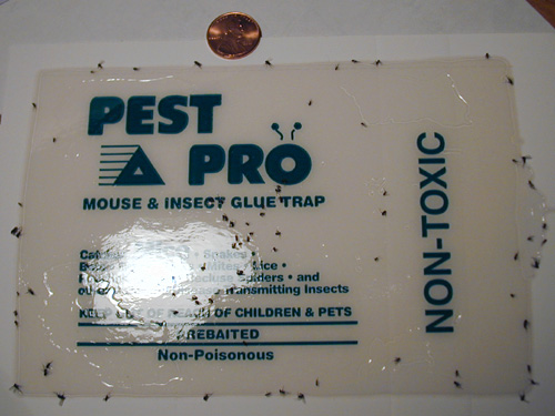 Glue Trap