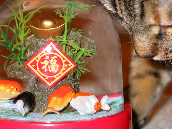 inspecting_goldfish.jpg