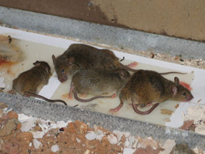 Rosslyn Heights Mice