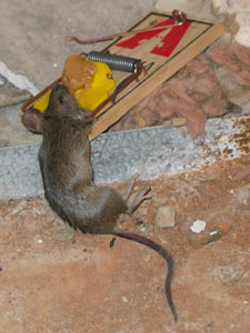 Rosslyn Heights Mice